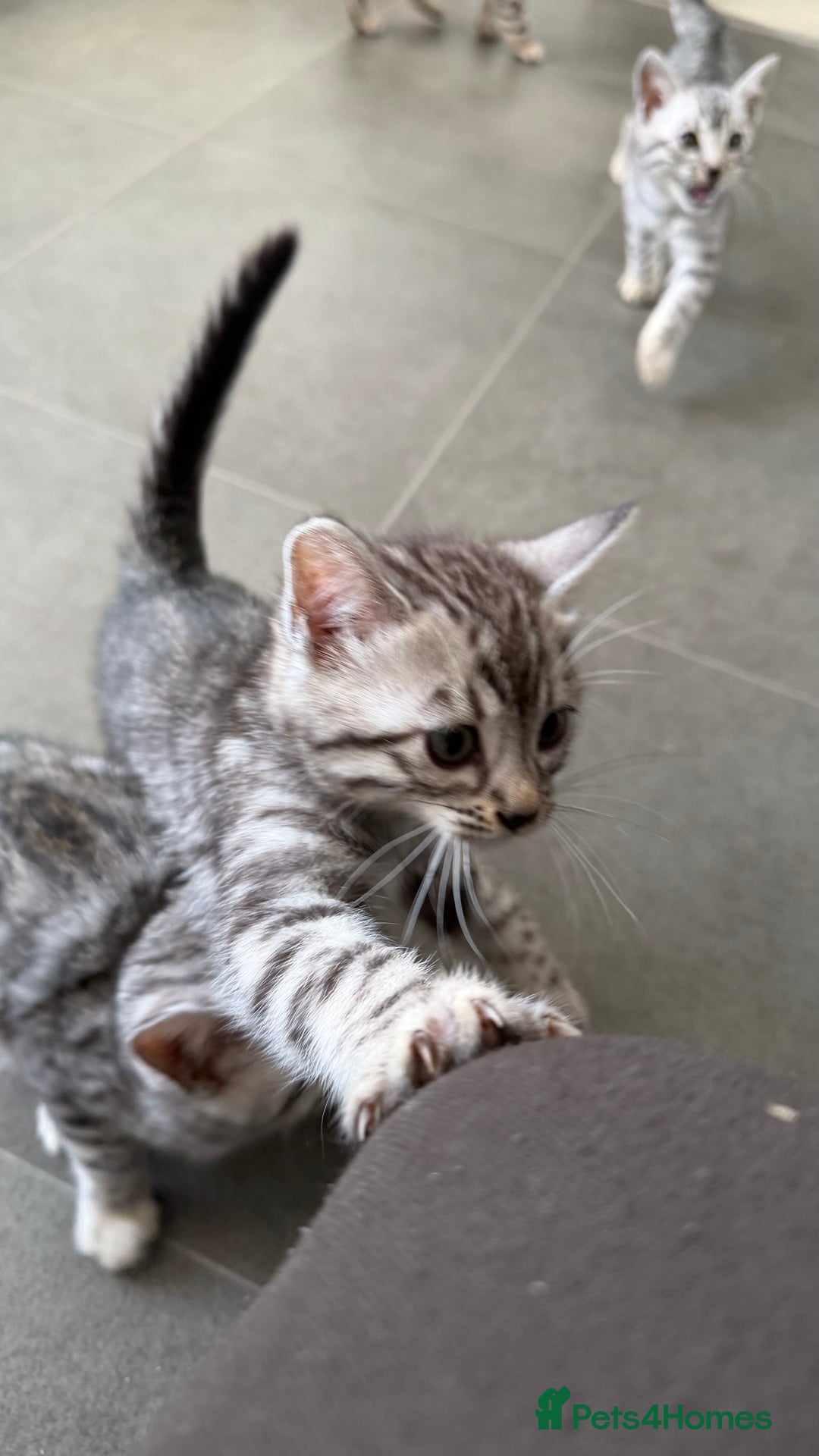 Bengal cats for sale: ❄️🐾Champion bloodline Snow Bengals 🐾❄️ - Image 9