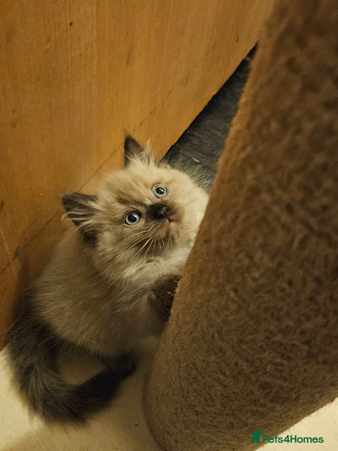 Ragdoll cats for sale: Seal, Sepia and Blue Ragdoll Kittens  - Image 8