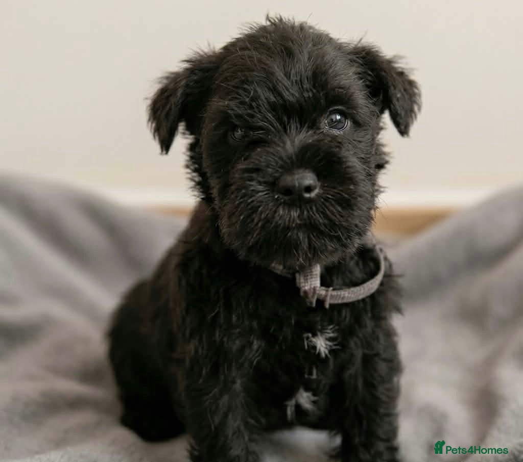 Miniature Schnauzer dogs Last Mini Schnauzer - Advert 1