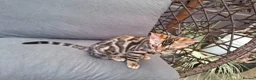 Bengal cats for sale: Show Quality Bengal Kittens – 5★ Licensed Cattery - Advert 13