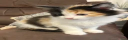 Mixed Breed cats for sale: Litter of 4 beautiful kittens  - Advert 19