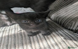Domestic Shorthair cats for sale: 3 loveable female kittens ready mid October  - Image 5