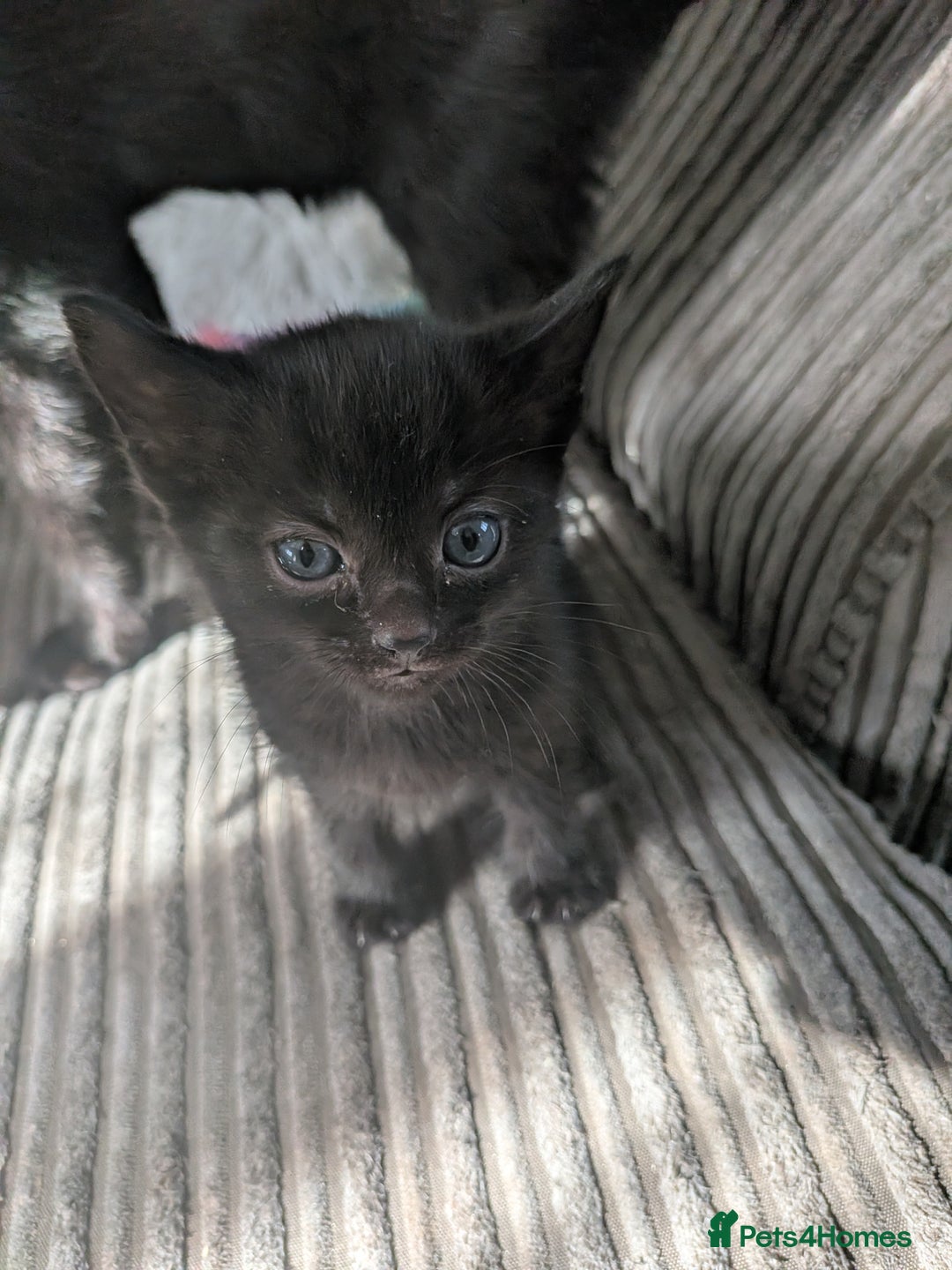 Domestic Shorthair cats for sale: 3 loveable female kittens ready mid October  - Image 5