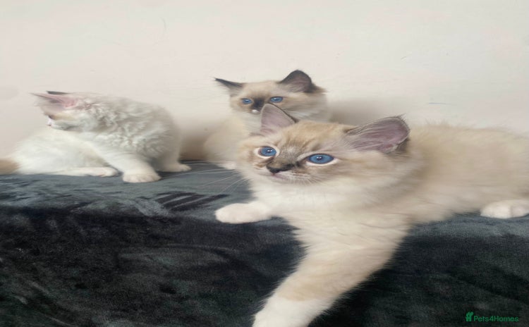 Ragdoll cats - Advert 2