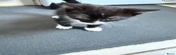 Mixed Breed cats for sale: 3 lovely kittens litter trained and on dry food - Advert 8