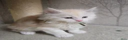 Maine Coon cats for sale: RARE Red High Silver Stunning Maine Coons Boys - Advert 18