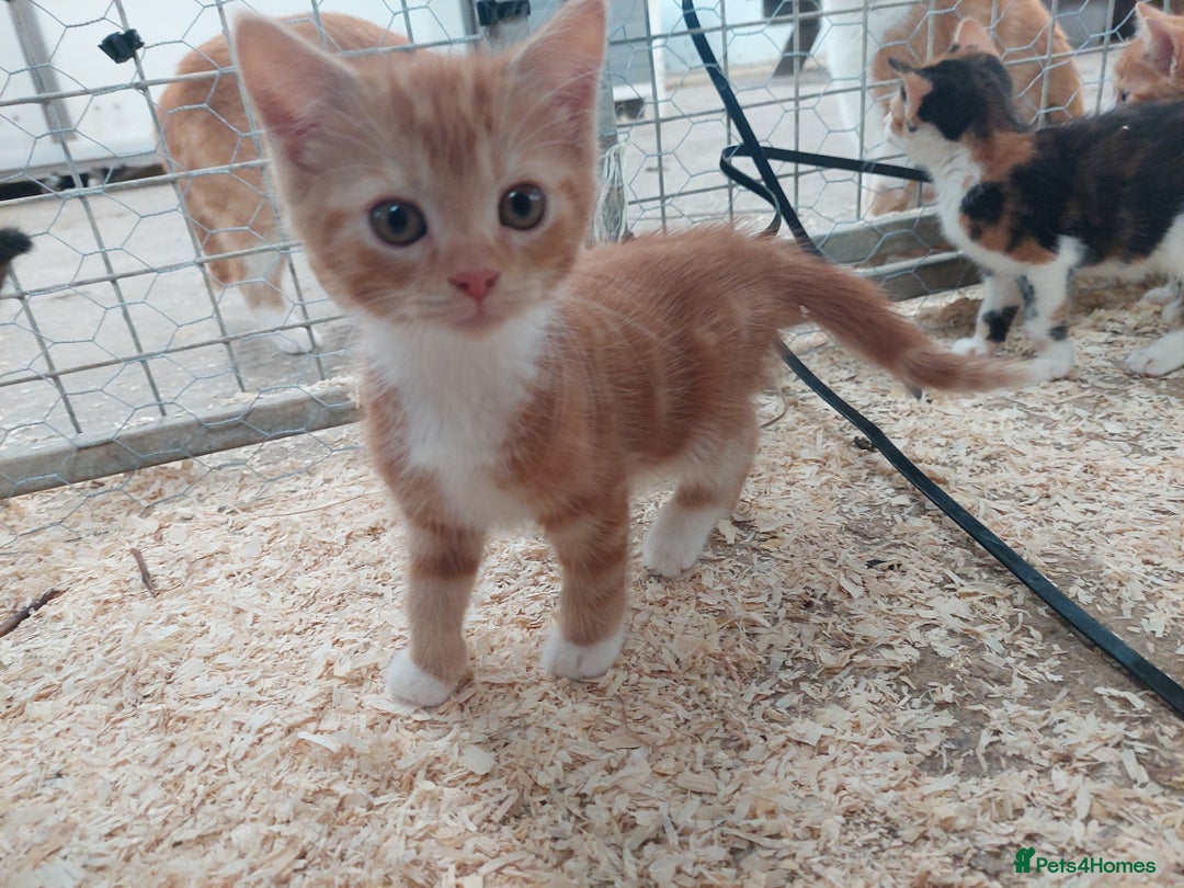 Domestic Shorthair cats for sale: Gorgeous kittens available now - Image 9