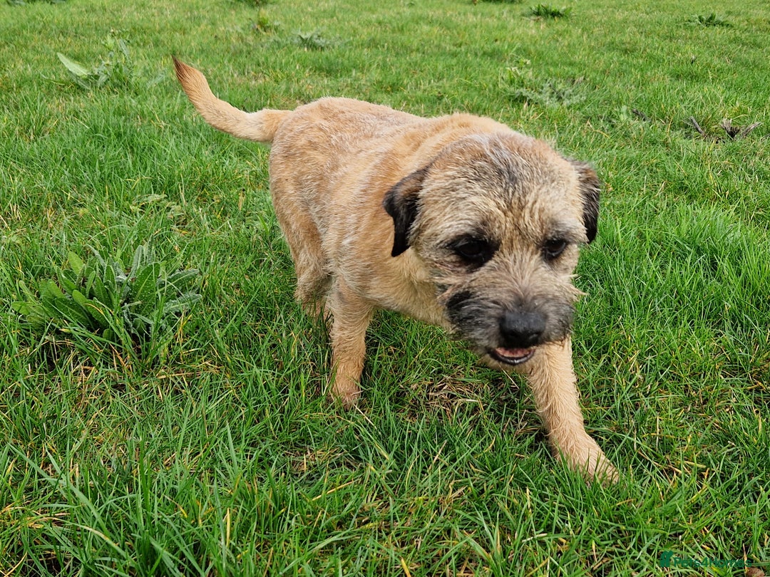 Border Terrier dogs for sale: 4 year old Male pedigree Border  - Image 6