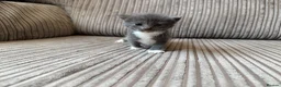 Mixed Breed cats for sale: Half ragdoll kittens  - Advert 36