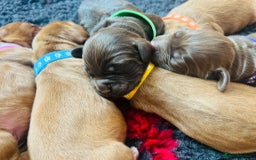 Cocker Spaniel dogs for sale: 🐶🐶🐶6 STUNNING WORKING COCKER SPANIELS🐶🐶🐶 - Image 10