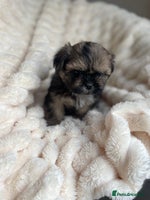 Shih Tzu dogs - Advert 7