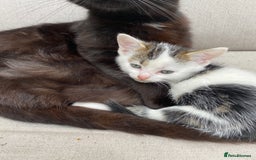 Mixed Breed cats for sale: Beautiful Kittens - Ready now in Maidstone - Image 9