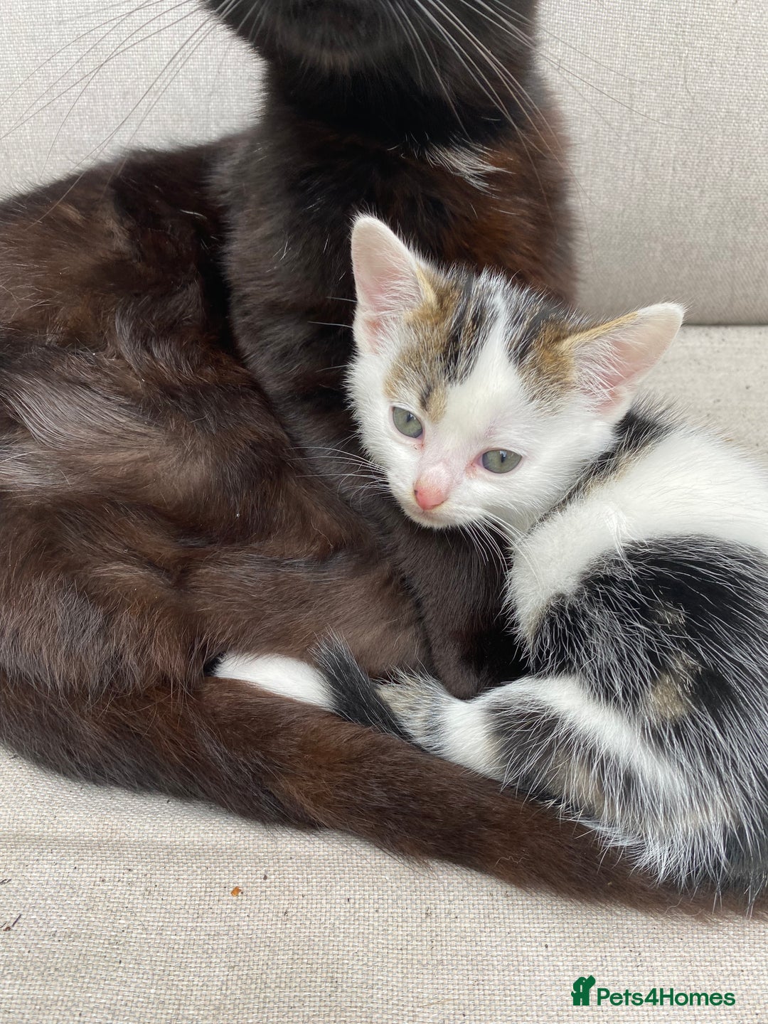 Mixed Breed cats for sale: Beautiful Kittens - Ready now in Maidstone - Image 9