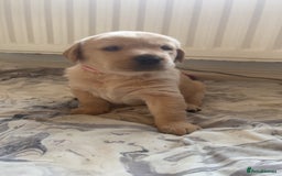 Labrador Retriever dogs for sale: Labrador Puppies  - Image 5