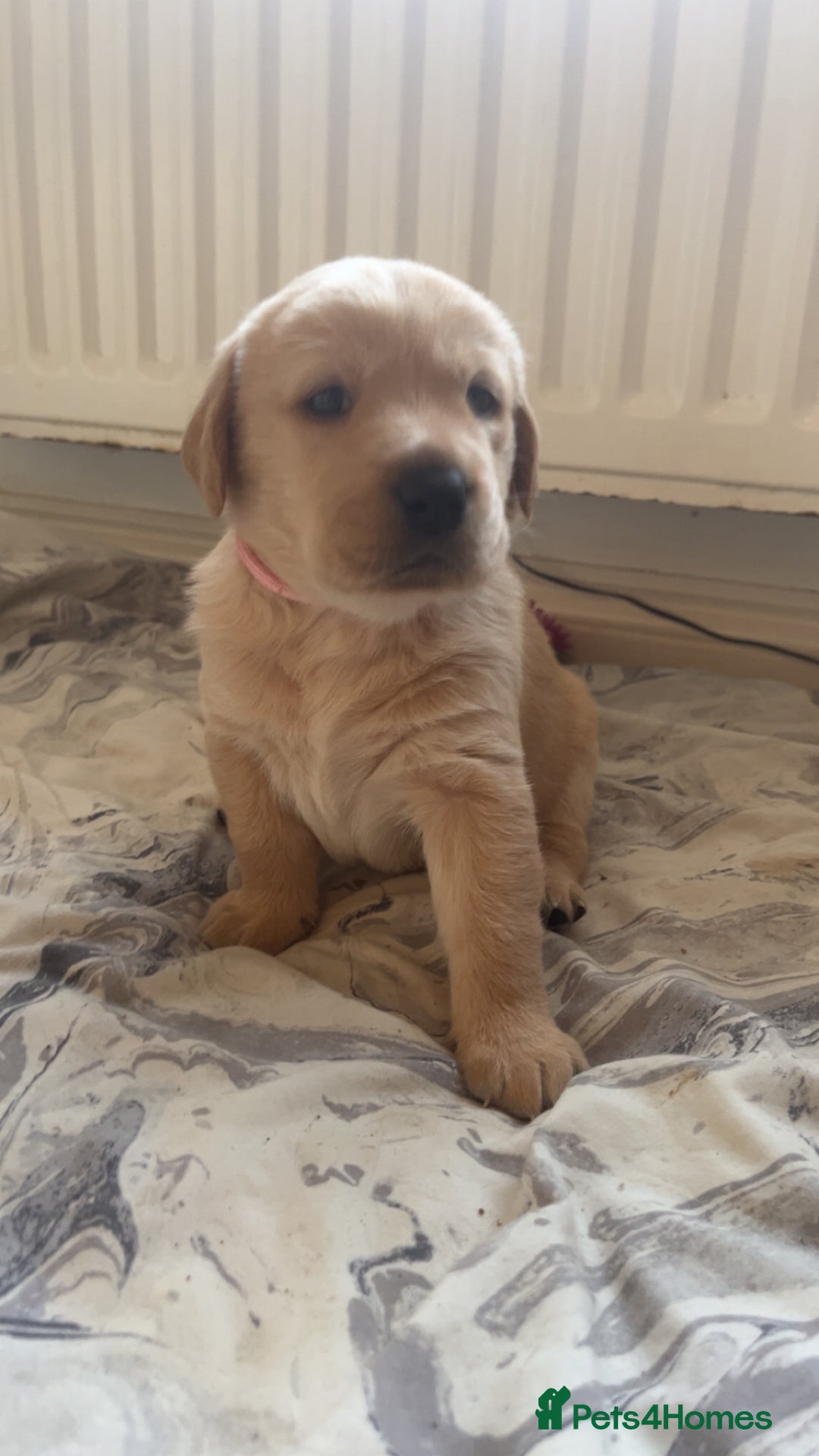 Labrador Retriever dogs for sale: Labrador Puppies  - Image 5