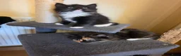 Mixed Breed cats for sale: 3 beautiful kittens - Advert 7
