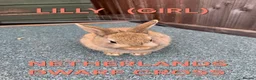 Netherland Dwarf rabbits for sale: Netherland Dwarf / Cross Baby Rabbits  - Advert 8