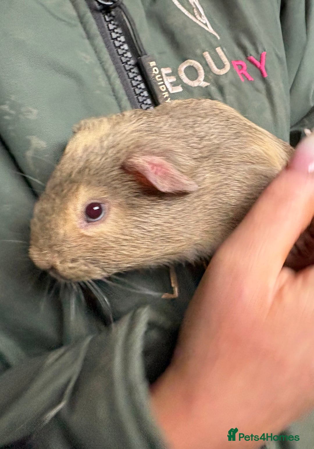 Guinea Pig rodents for sale: Beautiful boys looking for new homes  - Advert 2