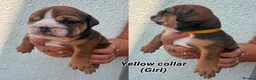 English Bulldog dogs for stud: KC health tested standard red male  - Advert 9