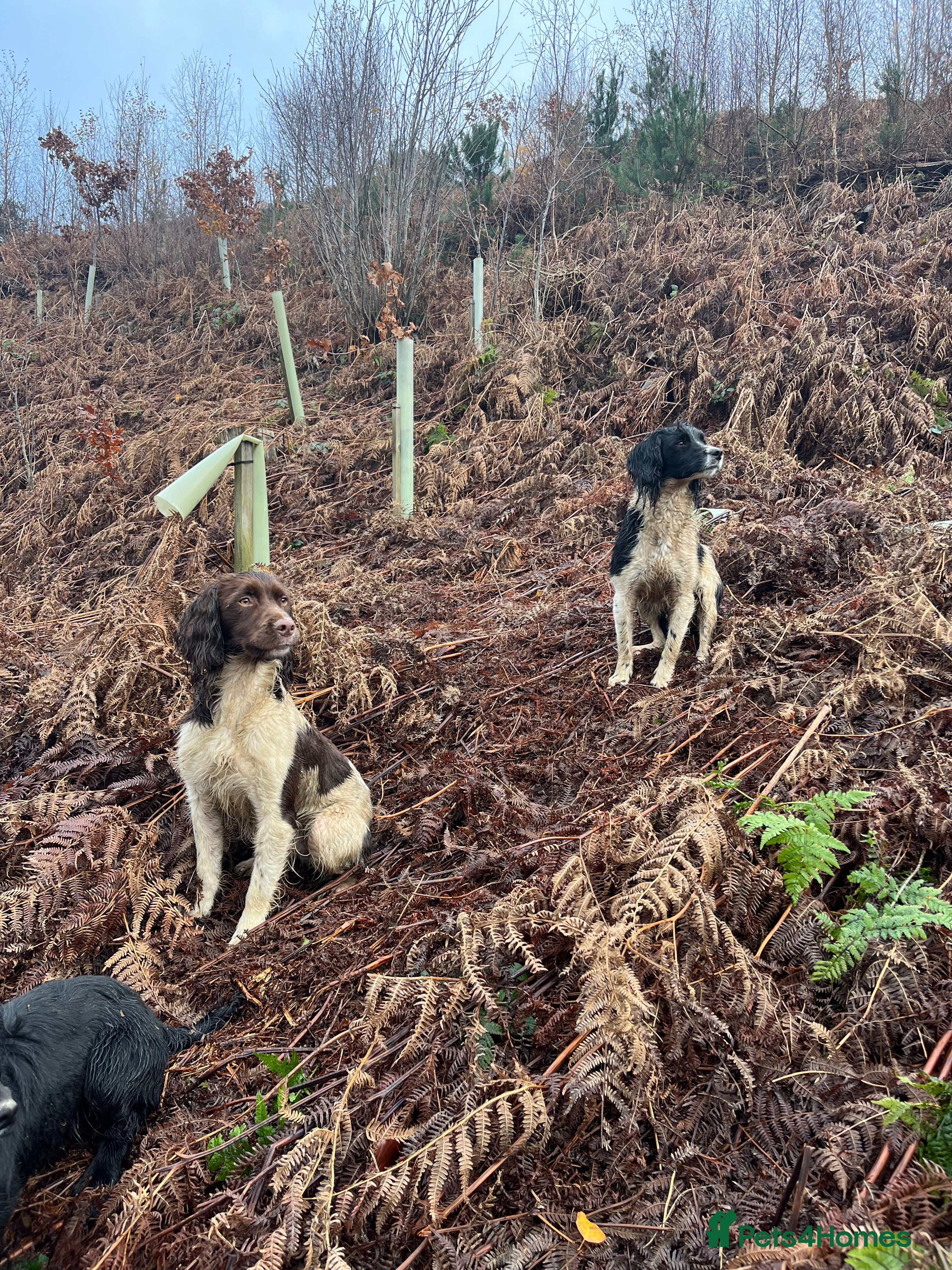 English Springer Spaniel dogs Health tested, proven working springer spaniel  in Northallerton - Advert 12