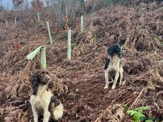 English Springer Spaniel dogs Health tested, proven working springer spaniel in Northallerton - Advert 8