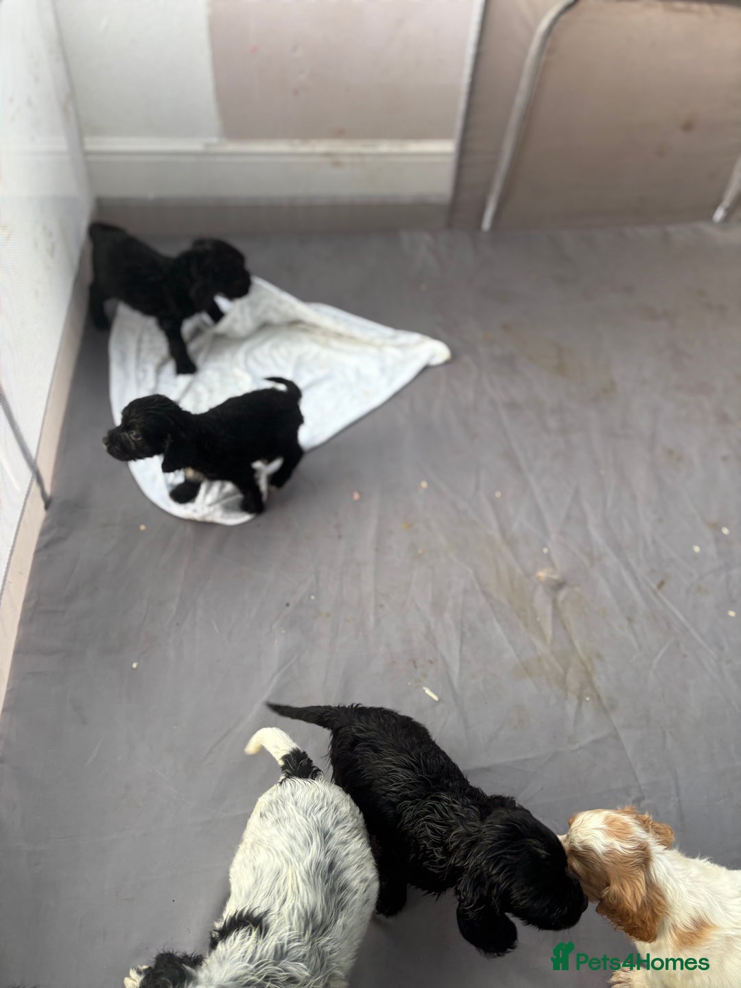 Cocker Spaniel dogs for sale: Show cocker spaniel puppies - Image 8