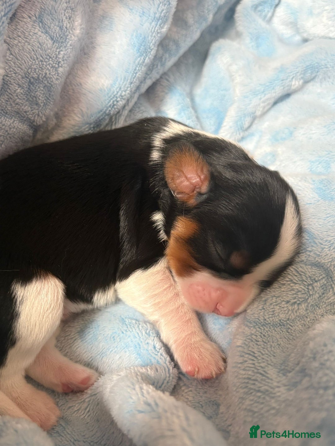 Cavalier King Charles Spaniel dogs for sale: Stunning King Charles Cavalier pups - Image 8