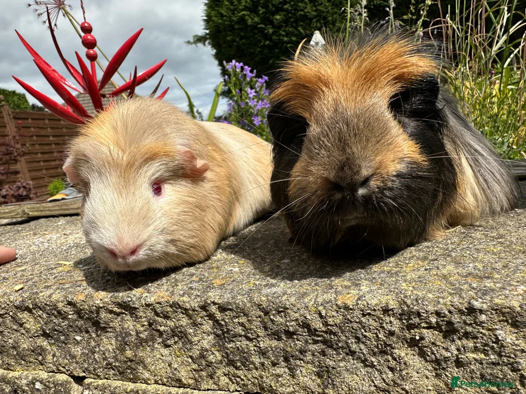 Guinea Pig rodents for sale: Beautiful bonded guinea pig boars (boys) - Advert 8
