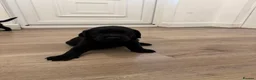 Labrador Retriever dogs for sale: Black Labrador puppies for sale  - Advert 2