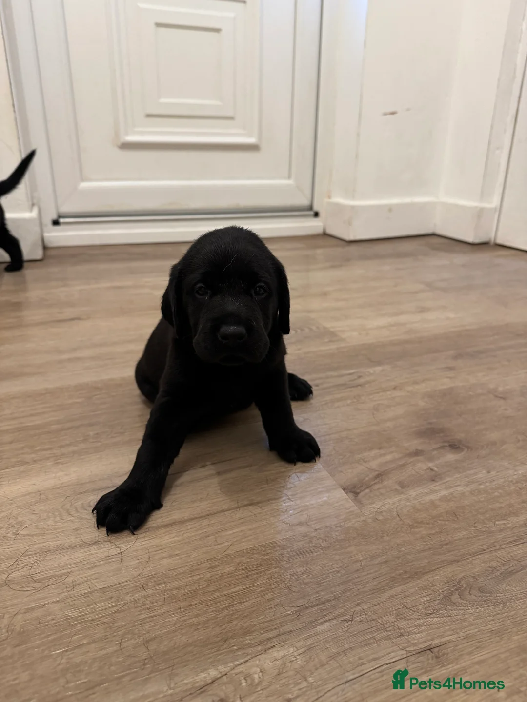 Labrador Retriever dogs for sale: Black Labrador puppies for sale  - Advert 2