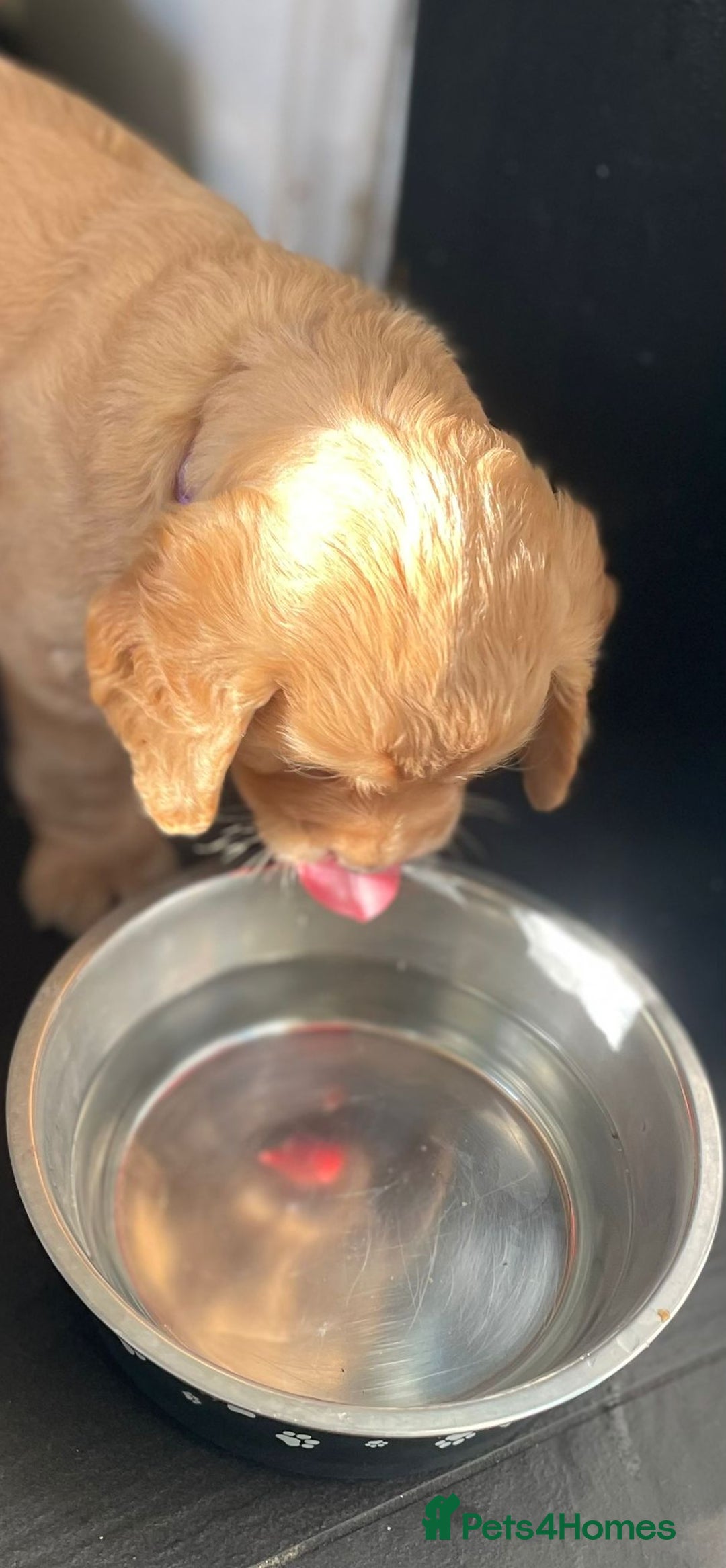 Cocker Spaniel dogs for sale: Working Cocker Spaniels - Image 4