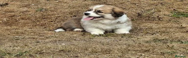 Welsh Corgi Pembroke 1