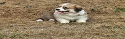 Welsh Corgi Pembroke dogs for sale: PEMBROKE CORGI PUPPIES - Advert 2