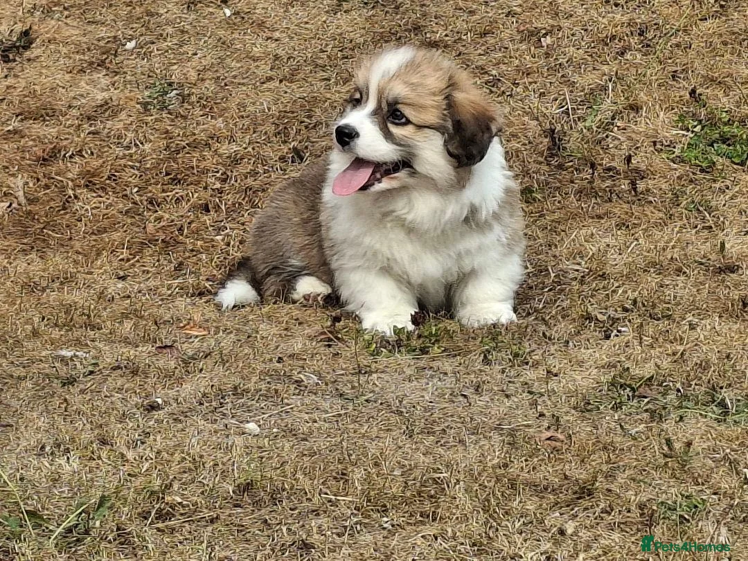 Welsh Corgi Pembroke dogs for sale: PEMBROKE CORGI PUPPIES - Advert 2