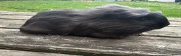 Guinea Pig rodents for sale: Beautiful guinea pig sows - Advert 2