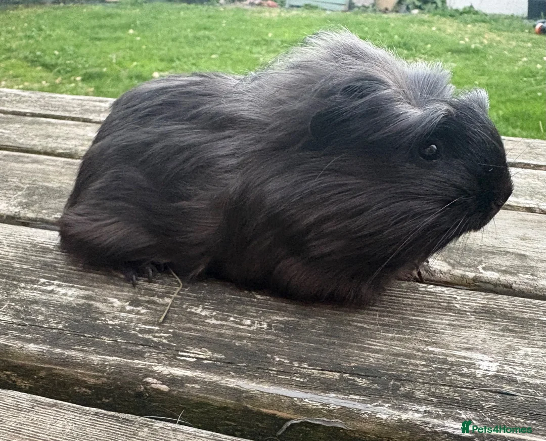 Guinea Pig rodents for sale: Beautiful guinea pig sows - Advert 2