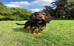 Cocker Spaniel dogs for stud: K C registered - Mr Midnight for Stud in Huddersfield - Image 2
