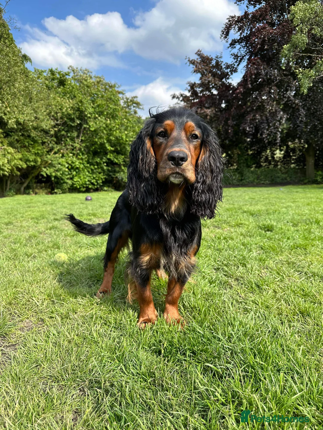 Cocker Spaniel dogs for stud: K C registered - Mr Midnight for Stud in Huddersfield - Advert 2