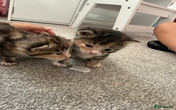 Mixed Breed cats for sale: Female kittens  - Image 9