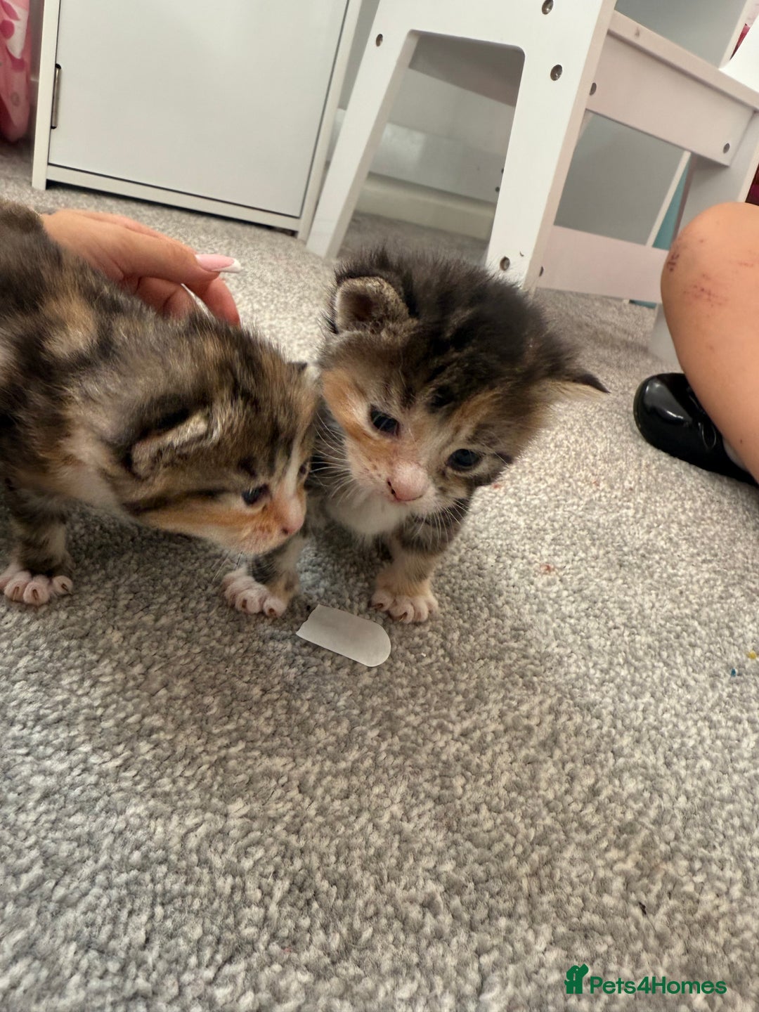 Mixed Breed cats for sale: Female kittens  - Image 9