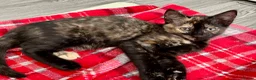Mixed Breed cats for sale: 2 Lovely kittens for sale (1 boy, 1 girl) - Advert 18