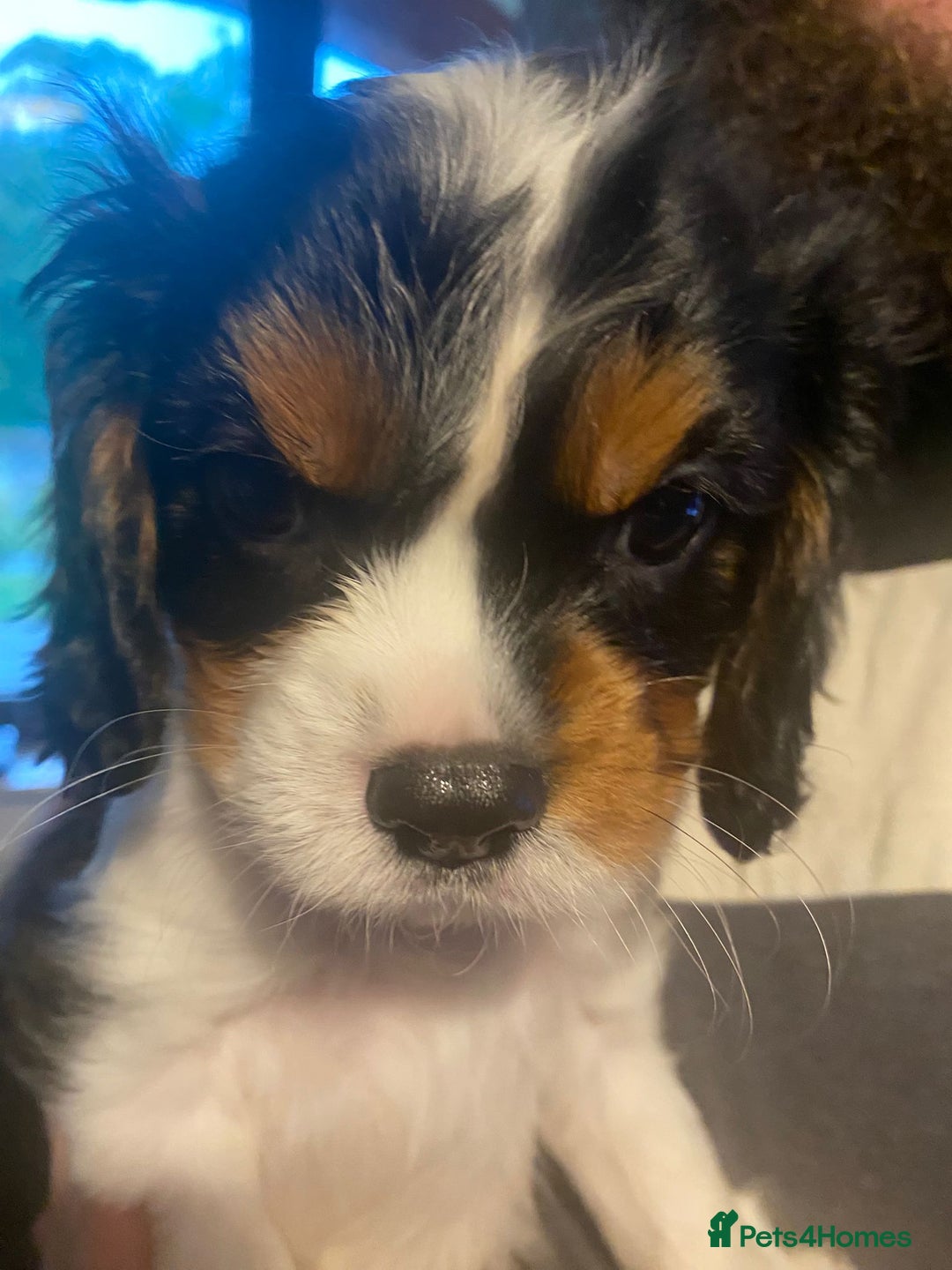 Cavalier King Charles Spaniel dogs for sale: Cavalier King Charles Spaniel Puppies - Image 5