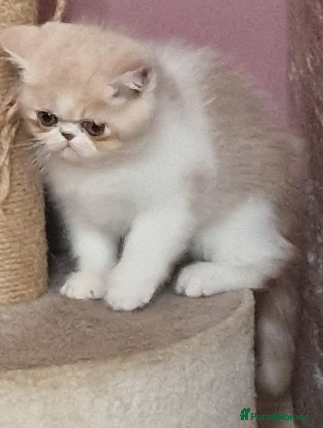 Exotic cats for sale: OUTSTANDING  QUALITY EXOTIC  KITTENS - Advert 33