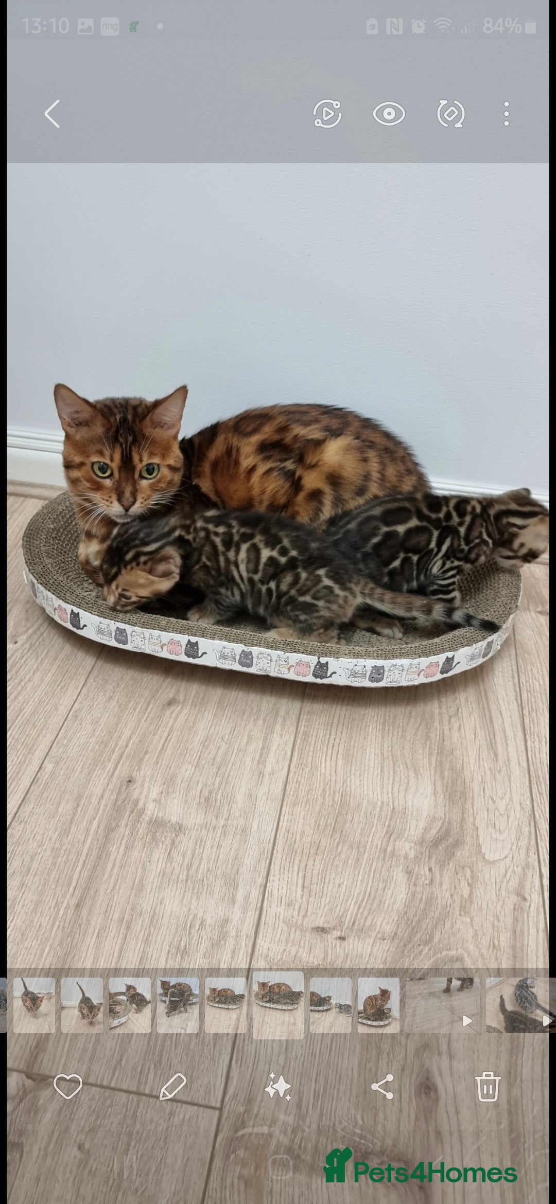 Bengal cats for sale: Gorgeous Tica registered Brown bengal boy - Advert 5