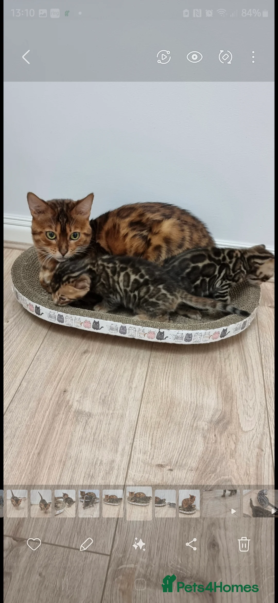 Bengal cats for sale: Gorgeous Tica registered bengal boys - Advert 6