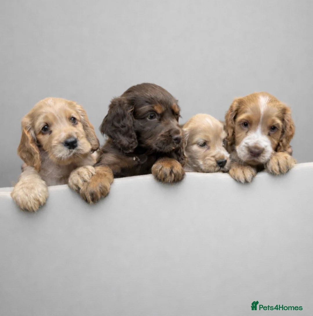 Cocker Spaniel dogs for sale: Cocker spaniel puppies  - Advert 1