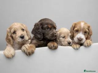Cocker Spaniel dogs Cocker spaniel puppies - Advert 1