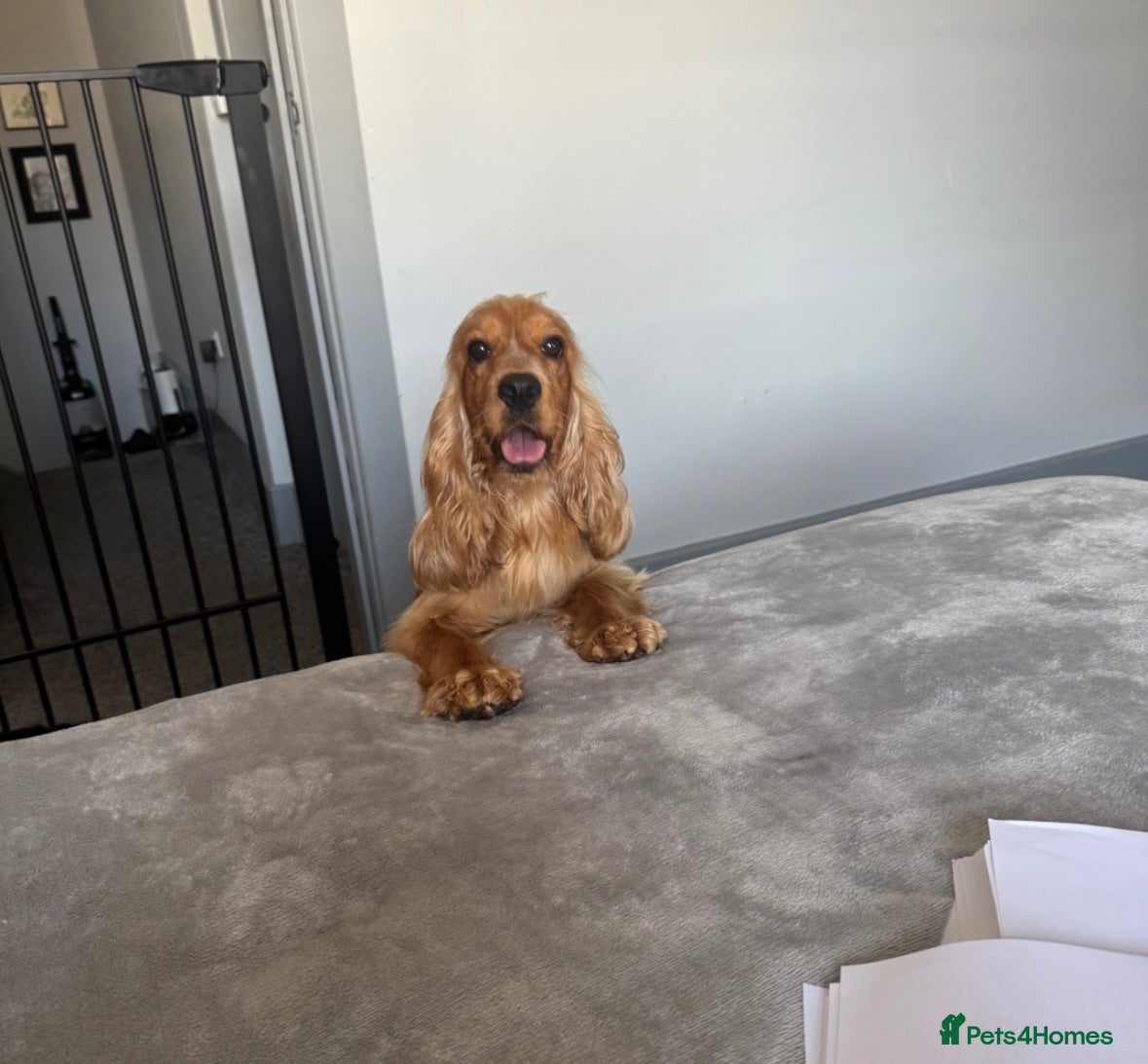 Cocker Spaniel dogs Stunning 2 year old gold female show spaniel  - Advert 1