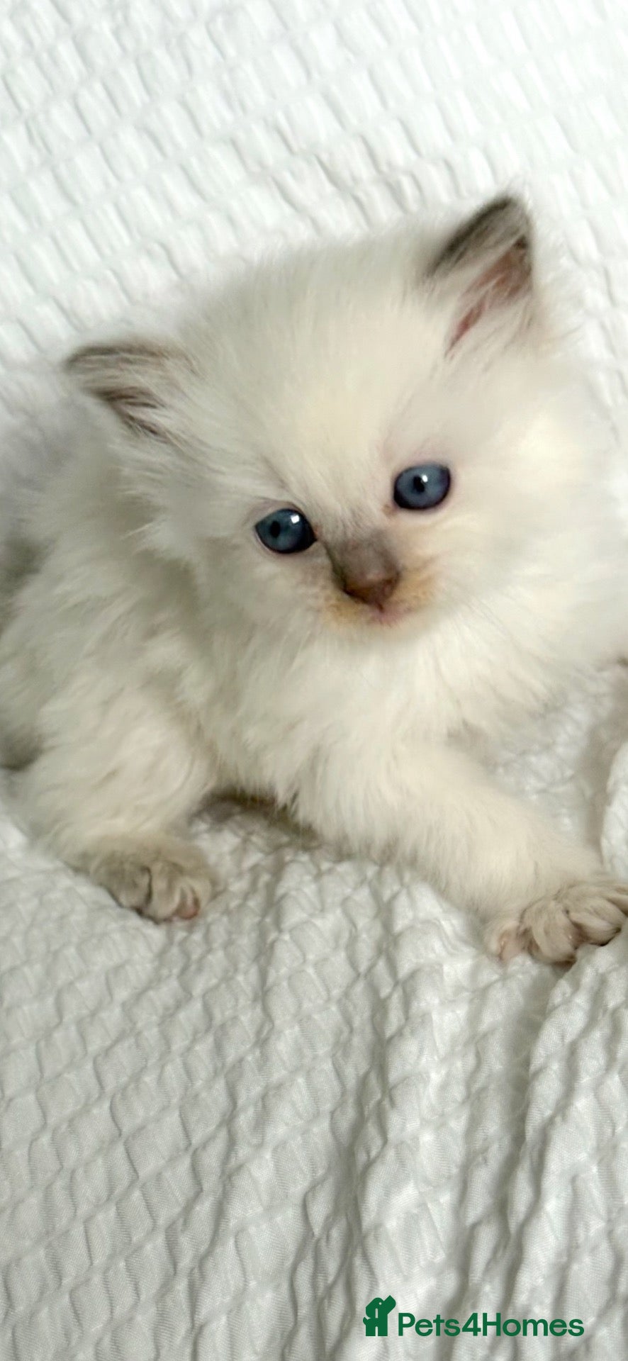 Ragdoll cats Stunning GCCF Babies - Advert 12