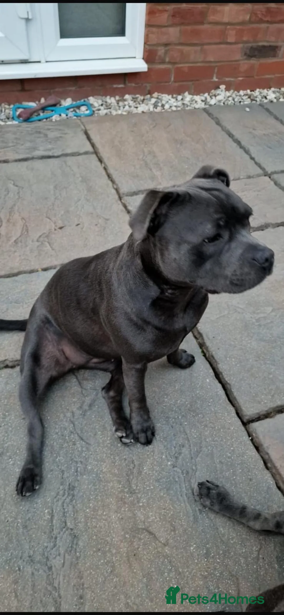 Staffordshire Bull Terrier dogs for sale: Litter of 9 blue and black staffy pups  - Advert 2